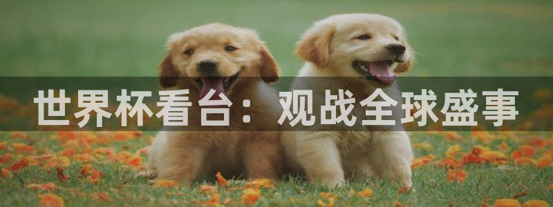 今天所有足球赛程表：世界杯看台：观战全球盛事